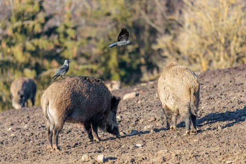 A jackdaw (Coloeus monedula) sits on the back of a wild boar (Sus scrofa)