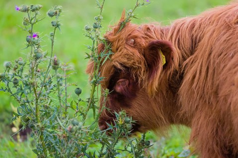 Portrait of a Highland calf (Bos primigenius taurus)