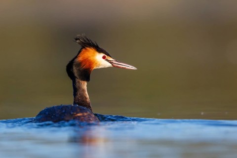 Great Crested Grebe (Podiceps cristatus), North Rhine-Westphalia, Germany