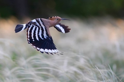 Eurasian Hoopoe (Upupa epops) flying, Subotica, Serbia