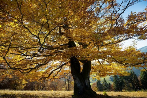 Autumn-colored beech, Wiesental, Black Forest, Baden-Württemberg, Germany