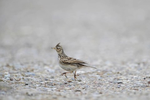 Eurasian skylark (Alauda arvensis) hopping over the ground with raised crest on head in spring