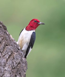 A Red-headed Woodpecker (Melanerpes erythrocephalus) perched on a tree in Theodore Roosevelt