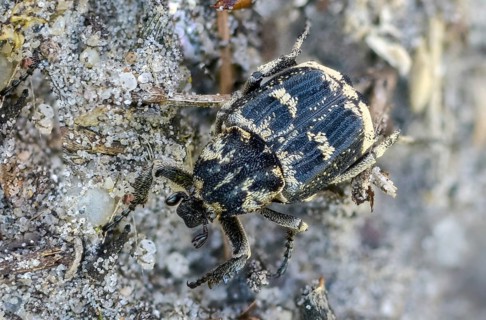 Leaf horn beetle, rotting wood scarab beetle, scarabaeidae, stumbling beetle, valgus hemipterus,