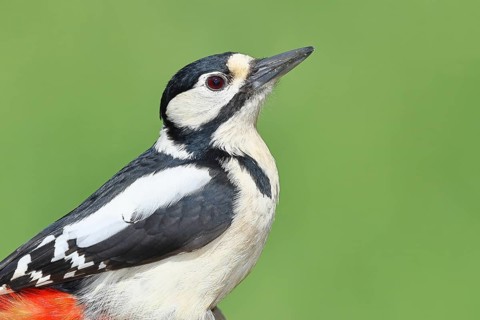 Great spotted woodpecker (Dendrocopos major) female sitting on the trunk of a fallen birch tree,