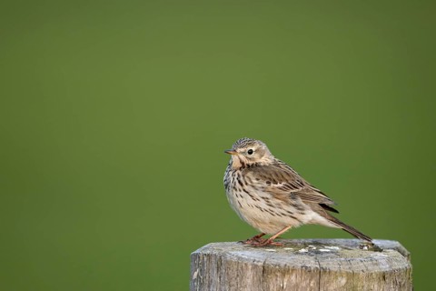 Meadow Pipit (Anthus pratensis), Ochsenmoor, Dümmer, Lemförde, Lower Saxony, Germany