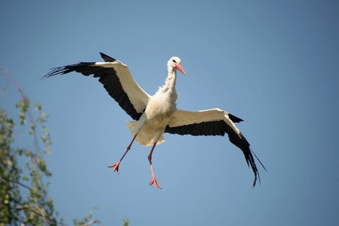 White stork (Ciconia ciconia) coming in to land against a blue sky, Allgäu, Bavaria, Germany