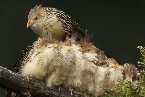 Guira Cuckoo (Guira guira) group perched on a branch, captive, Germany