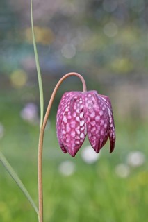 Snake's Head Fritillary (Fritillaria meleagris), single flower in a meadow, close-up,