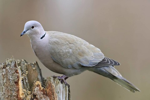 Eurasian Collared Dove (Streptopelia decaocto), Bavaria, Germany