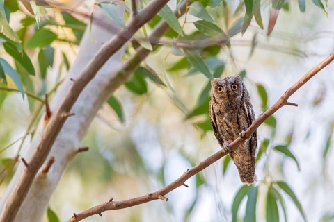 Scops Owl, (Otus scops), biotope, habitat, perch, animals, birds, owls Lesbos Island, Lesbos,
