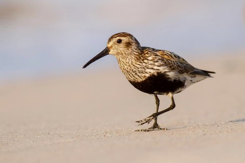 Dunlin (Calidris alpina), Poland