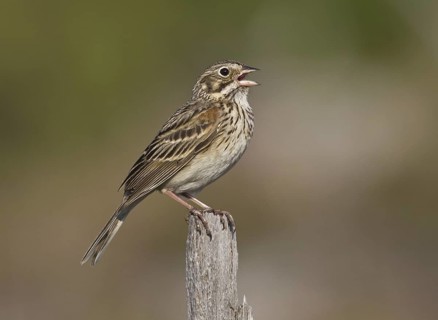 Vesper Sparrow (Pooecetes gramineus) singing, Michigan, USA
