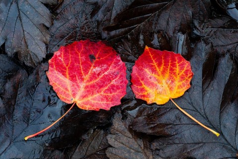 Aspen (Populus tremula), two leaves lying on old oak tree leaves, on the ground, showing bright