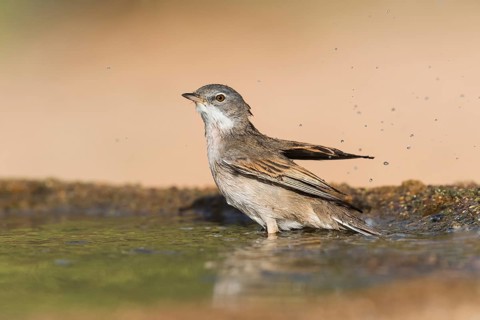 Common Whitethroat (Sylvia communis) male bathing, Eilat, Israel