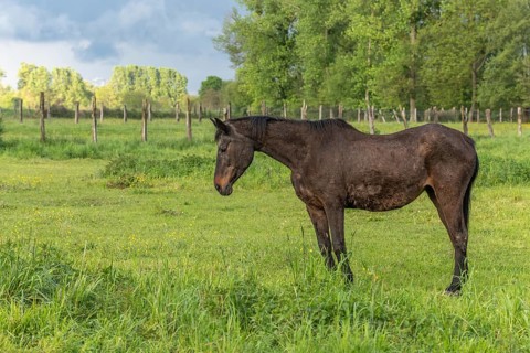 Horse on a pasture in spring. Bas Rhin, Alsace, France