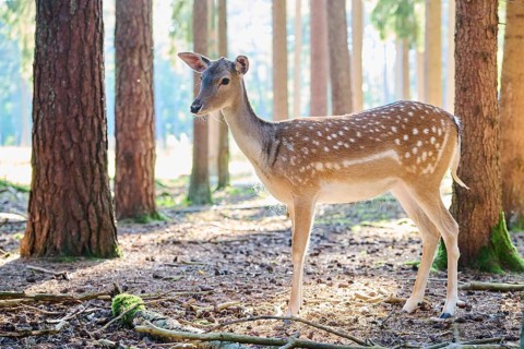 European fallow deer (Dama dama) doe sin a forest, Bavaria, Germany