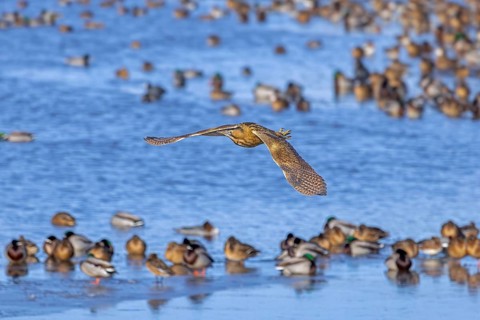 Eurasian bittern, great bittern (Botaurus stellaris) flying over flock of mallards, wild ducks
