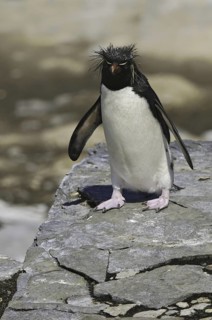 Southern Rockhopper Penguin (Eudyptes chrysocome), Falkland Islands