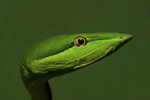 Green vine snake (Oxybelis fulgidus)