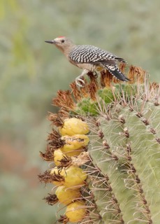 Gila Woodpecker (Melanerpes uropygialis) male perched on a cactus, Arizona, USA