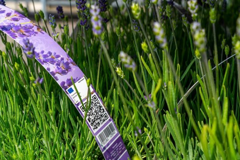 Horticultural company, lavender plants, in flower pots, outdoors, are packed for transport to the