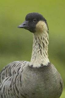 Nene (Branta sandvicensis), Hawaii, USA