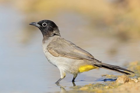 Yellow-vented Bulbul, (Pycnonotus xanthopygos), Animals, Birds, Bulbul, Songbird, Family of the
