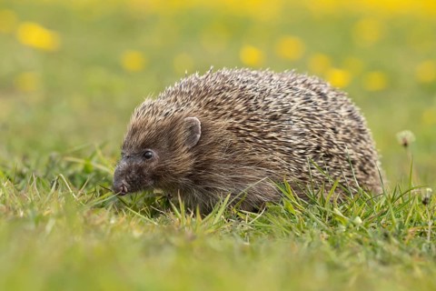European hedgehog (Erinaceus europaeus) adult animal in a meadow in springtime, Suffolk, England,