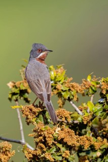 Weißbartgrasmücke, Subalpine Warbler, Sylvia cantillans, Fauvette passerinette, Curruca Carrasqueña