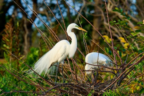 Two great egrets (Ardea alba), in nest, spring, Wakodahatchee Wetlands, Delray Beach, Florida, USA
