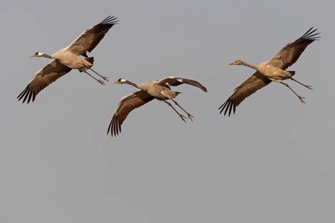 Common Crane (Grus grus) flying, Mecklenburg-Western Pomerania, Germany