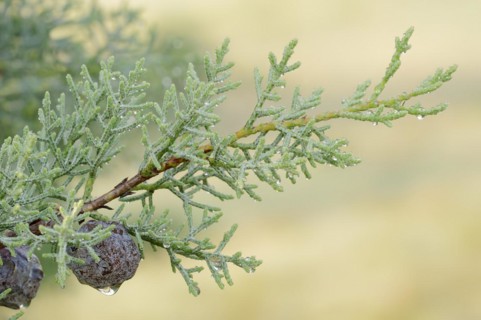 Arizona cypress (Cupressus arizonica), cones, ornamental tree, North Rhine-Westphalia, Germany