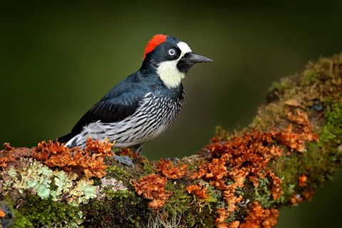 Birdwatching in America. Woodpecker from Costa Rica mountain forest, Acorn Woodpecker, Melanerpes