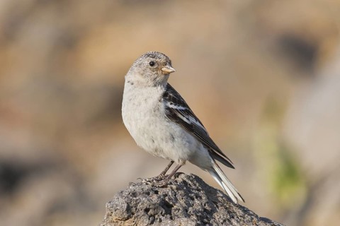 Snow Bunting - Schneeammer - Plectrophenax nivalis ssp. insulae, Iceland, adult female