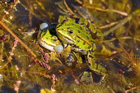 Green frogs in a pond during mating, surrounded by algae, water frog (Rana esculante) wildlife,