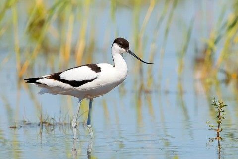 Black-capped avocet (Recurvirostra avosetta) standing in shallow water, Wildlife, Neusiedler