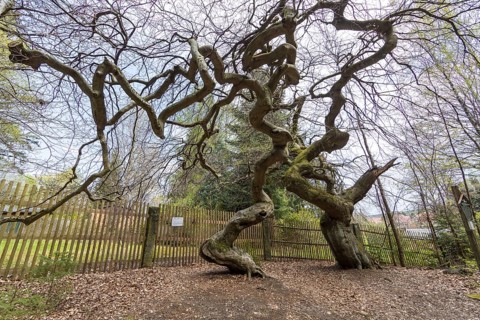Süntelbuchen, copper beech (Fagus sylvatica), Tharandt Forest, Saxony, Germany