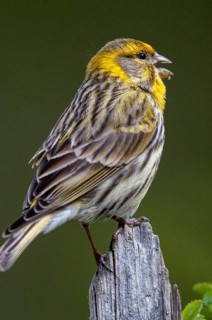 European Serin, serine, serinus serinus, birds, garden, garden fence, song, high size, portrait