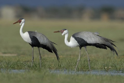 Wattled Crane (Grus carunculata), Ethiopia