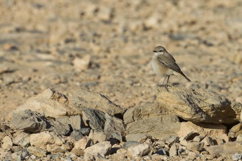 Red-tailed Wheatear (Oenanthe chrysopygia), Oman