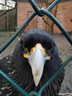 Close-up of a black Falkland caracara (phalcoboenus australis) in captivity behind a fence with a