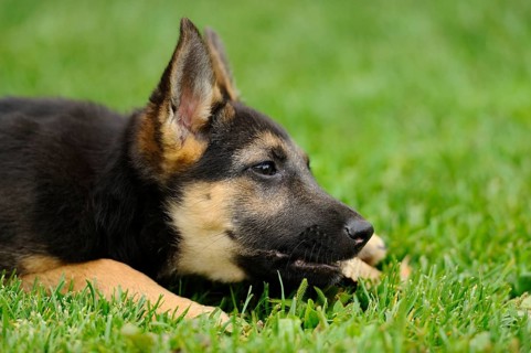 A relaxed German Shepherd puppy chews on a bone, German Shepherd, Shorthair