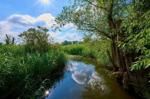 River landscape with dense reeds and trees on the shore, under a sunny sky with white clouds