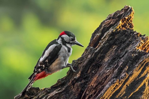 Great spotted woodpecker (Dendrocopos major), greater spotted woodpecker male hammering on tree