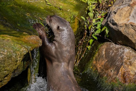 One giant otter or giant river otter (Pteronura brasiliensis) climbing up a mossy rock at a little