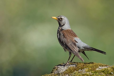 Fieldfare (Turdus pilaris), North Rhine-Westphalia, Germany