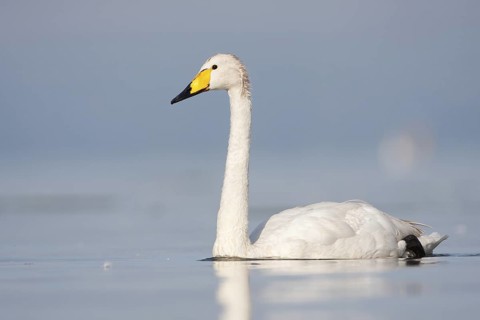 Whooper Swan (Cygnus cygnus), Baden-Wuerttemberg, Germany