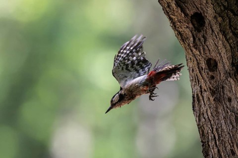 Great spotted woodpecker (Dendrocopos major), taking off, Emsland, Lower Saxony, Germany