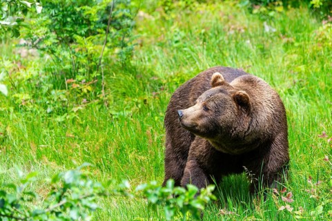Eurasian brown bear (Ursus arctos arctos) standing between bushes, Bavarian Forest, Bavaria,
